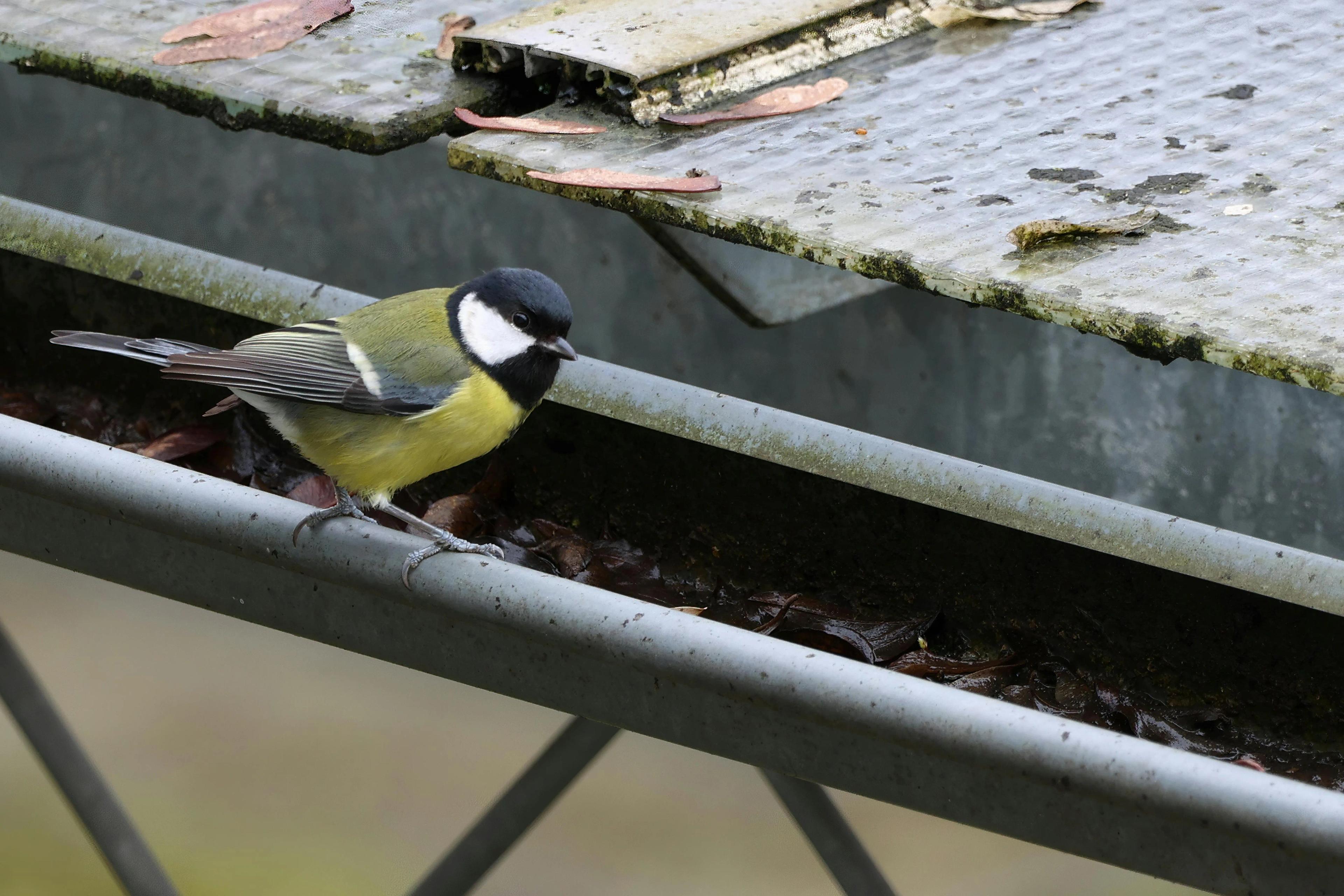 7 Signs It's Time to Replace Your Gutters (Before Water Damage Starts) cover picture
