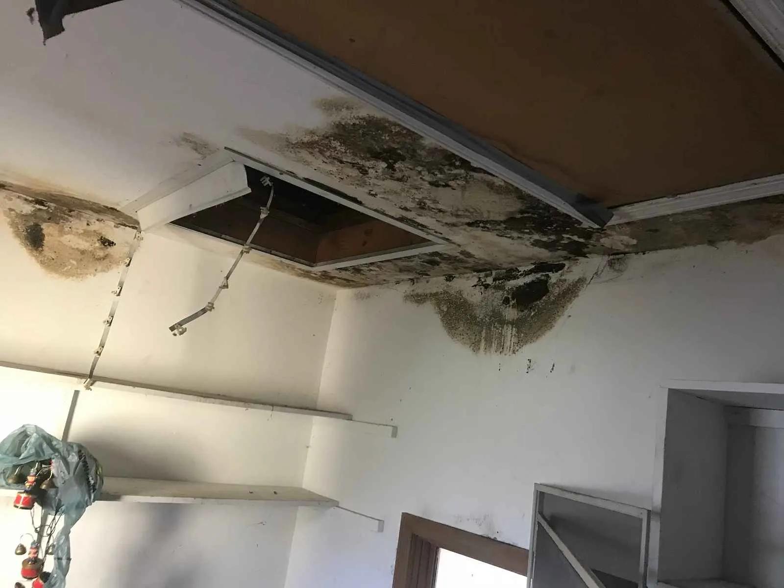 How Fast Does Mold Grow After Water Damage? A Timeline Every Ohio Homeowner Should Know cover picture