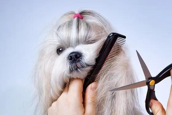 Reliable Grooming Care Options for Dogs in Westchase cover picture