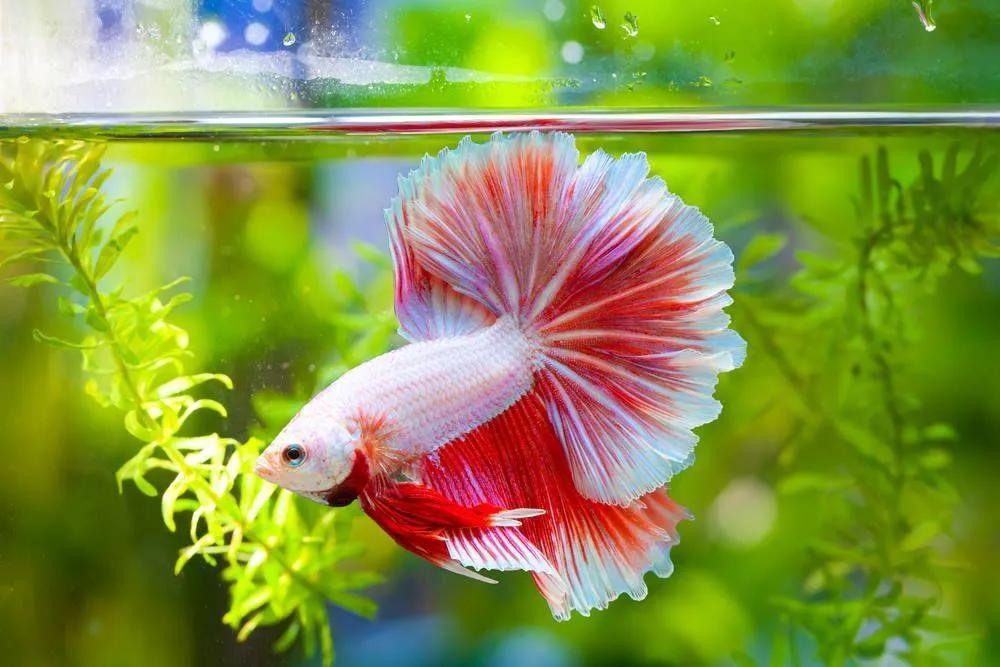 Top 10 Tips for Keeping Guppy Fish Male Groups Colourful cover picture