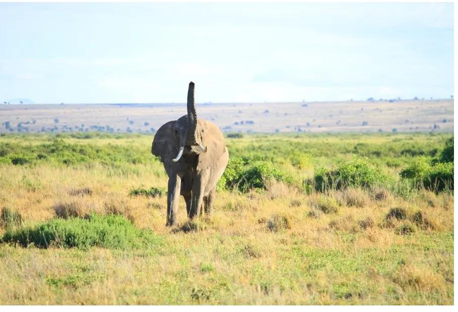 5 Common Mistakes Travellers Make When Booking Kenya Safari Packages cover picture