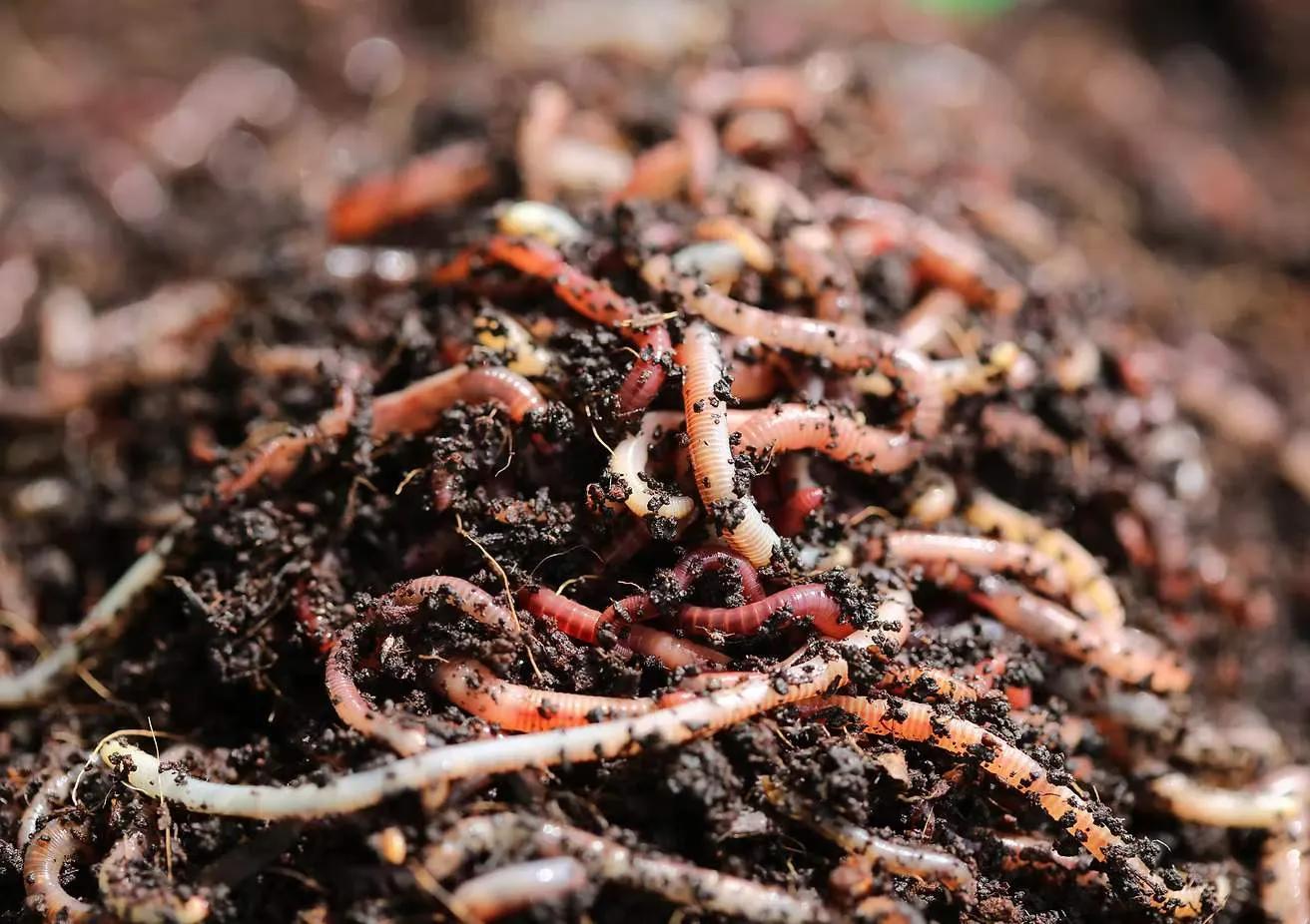 The Role of Dendrobaena Worms in Efficient Organic Waste Recycling cover picture