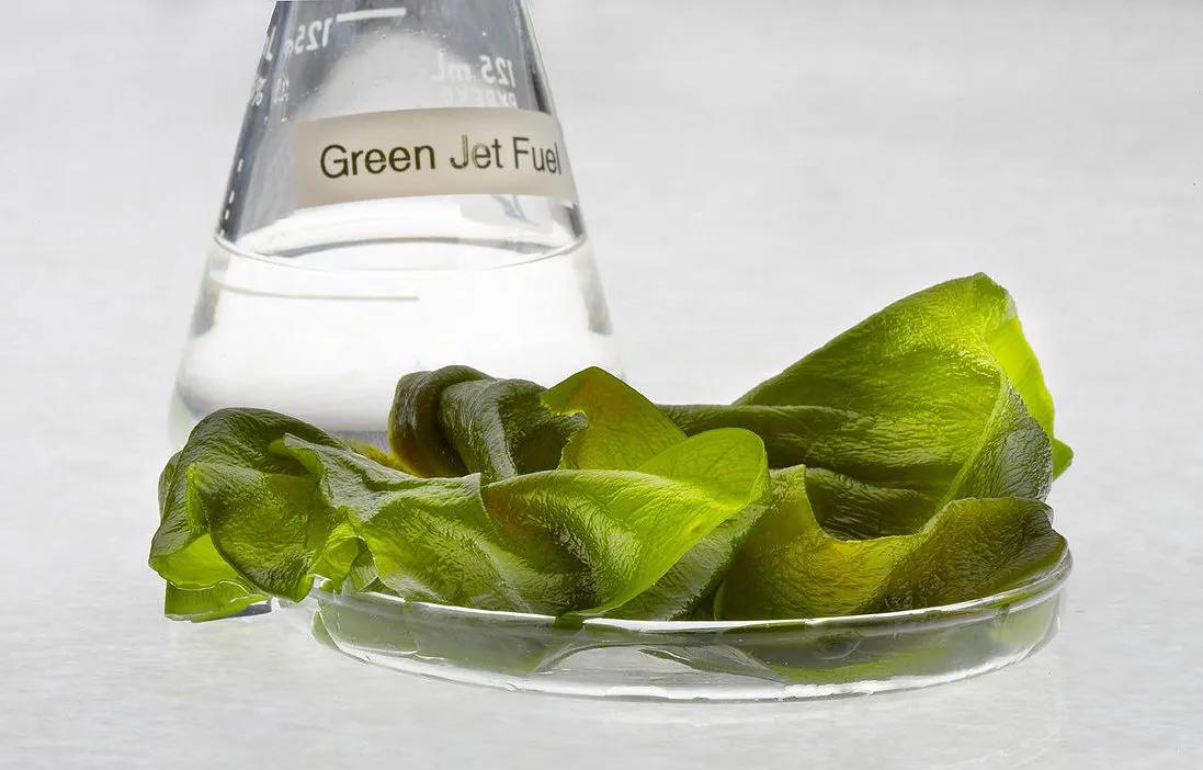 Algae Biofuel Market Size, Share and Growth Forecast Outlook to 2034 cover picture