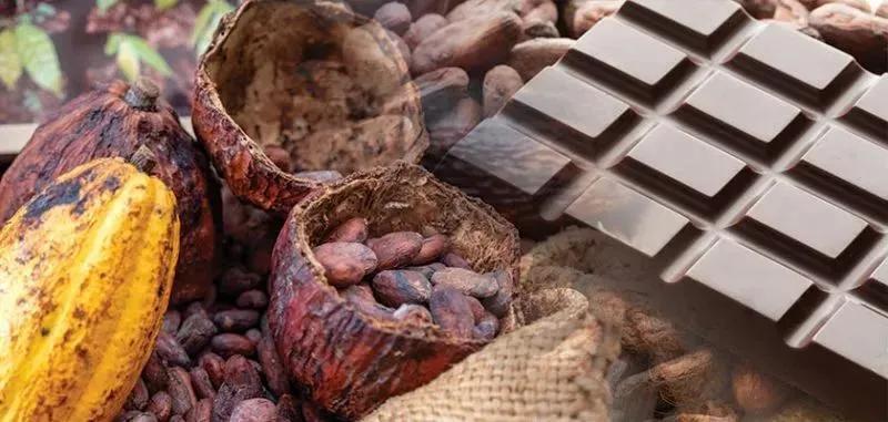 Bean To Bar Chocolate Market Size and Share Insights with Forecast to 2034 cover picture