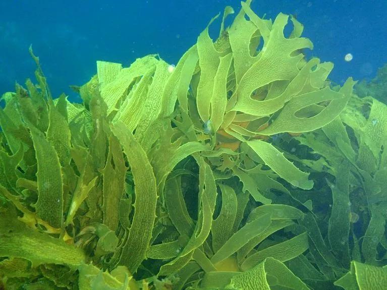 Commercial Seaweeds Market Applications and Growth Forecast 2034 cover picture