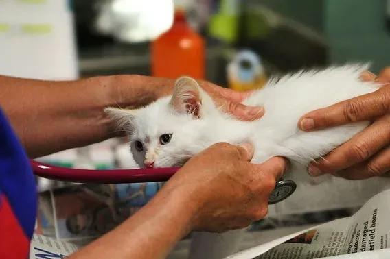 Understanding Life Expectancy in Cats with Chronic Renal Disease cover picture