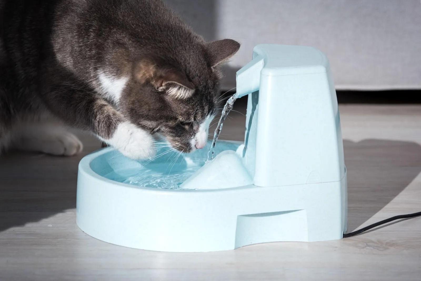 FeLV-Positive Cats and Improving Quality of Life Beyond Diagnosis cover picture