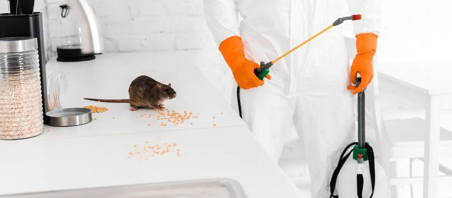 5 Warning Signs You Need to Call a Mice Exterminator in Cleveland cover picture