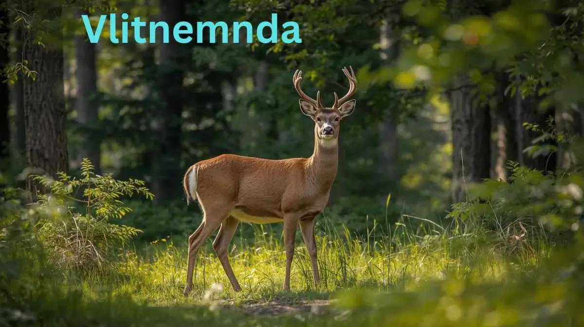 Which Companies Offer Services Related to Viltnemnda Decisions? cover picture