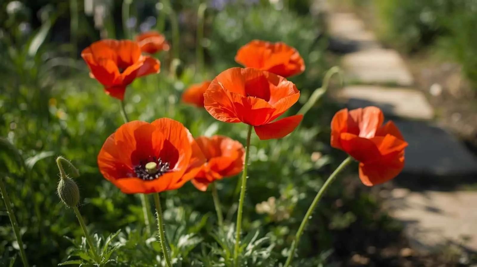 Most Popular Flowers Grown in Home Gardens cover picture