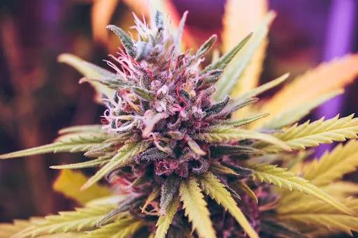 Why Edibles Take So Long to Kick In and Why the Timing Varies So Much cover picture
