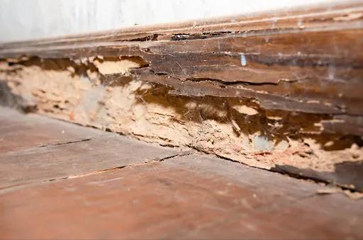 Termite Prevention and Residential Pest Control in Georgia and Tennessee cover picture