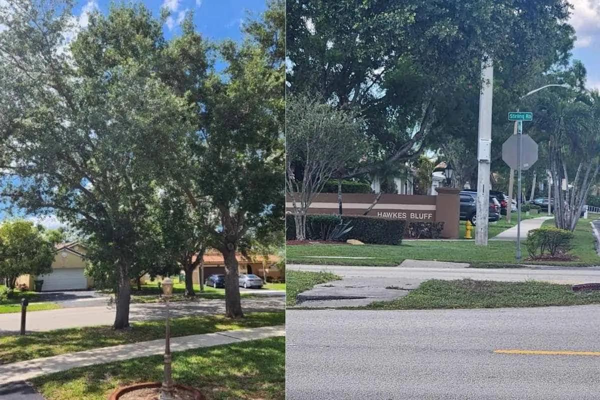 Why Regular Tree Maintenance Matters for Davie Homeowners cover picture