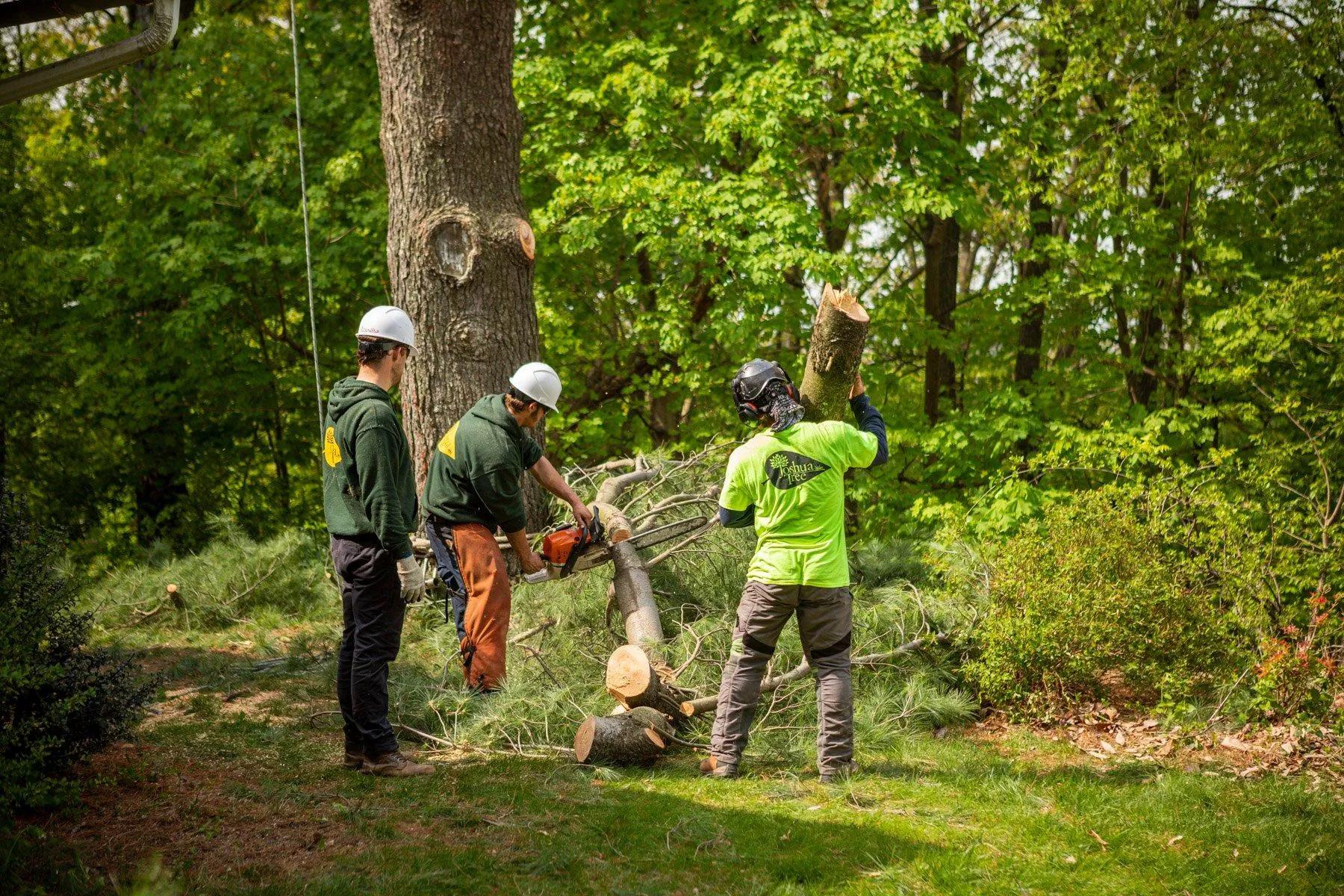 Professional Tree Pruning Media Services for Healthy, Safe, and Beautiful Trees cover picture