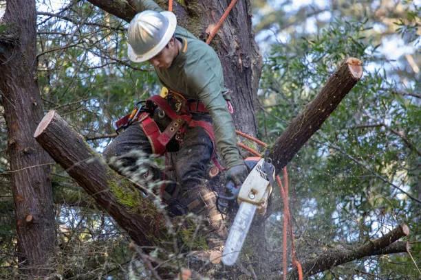 Professional Tree and Shrub Fertilization Services for Healthy Ardmore Landscapes cover picture