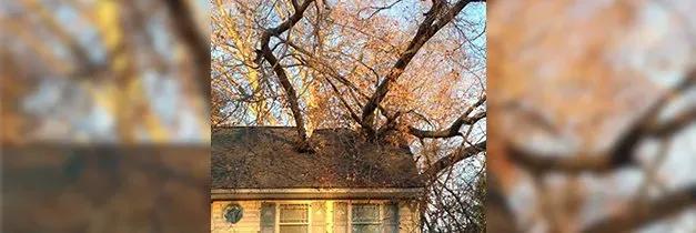 Professional Plant Health Care Services for Healthy Landscapes in West Chester cover picture