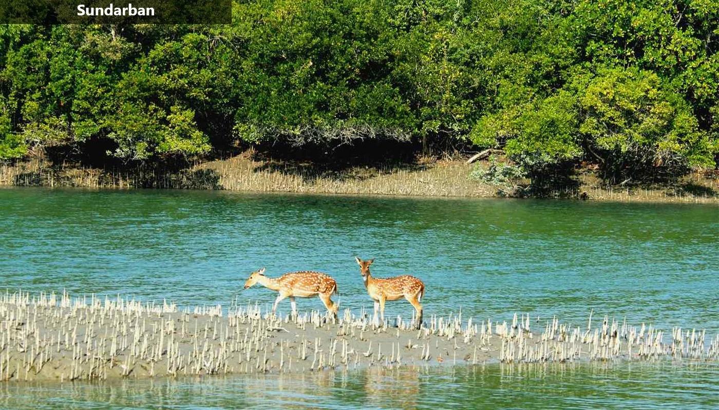 Explore the Untamed Beauty of the Sundar cover picture