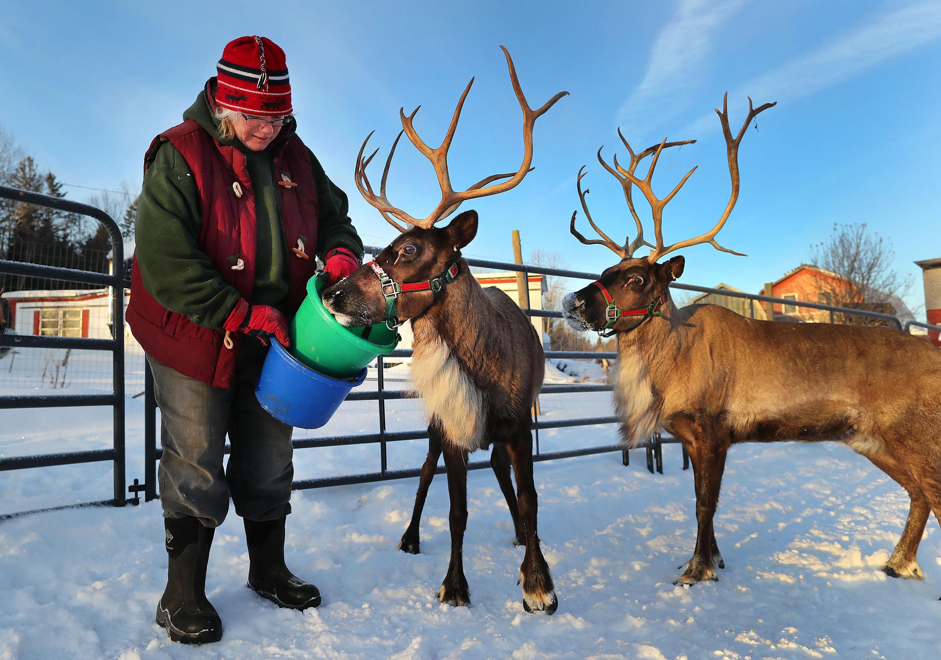Reindeer Rental Missouri and Live Nativi cover picture