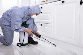 Wasp Control Services: Safe Ways to Protect Your Property cover picture