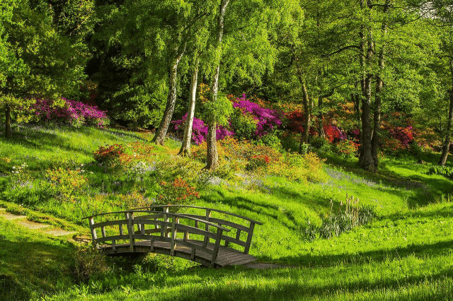Resilient Plants And Flowers: The Top 10 For Your Landscape cover picture