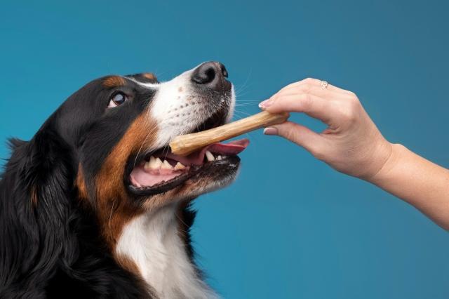 Why Is It Vital To Choose Healthy Dog Treats For Your Dog? cover picture