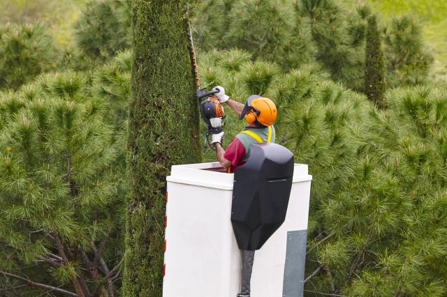 The Ultimate Guide to Expert Tree Removal: When and Why You Should Call In the Pros cover picture