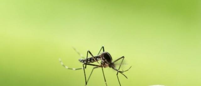 The Ultimate Guide to Pest Control: How to Keep Your Home and Business Pest-Free cover picture