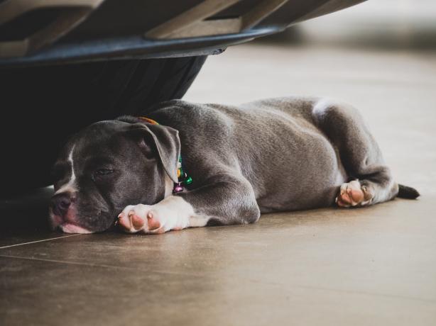 Facts About American Bully That You Need To Know cover picture