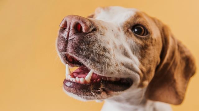 Suing for a Dog Bite: When Does It Make Sense to Hire a Lawyer? cover picture