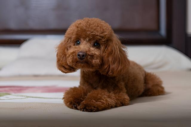 How Ethical Toy Poodle Breeders Raise Healthy and Happy Puppies cover picture