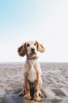 Must-Have Summer Gear for Your Dog (2025) cover picture