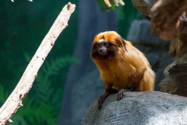 Can You Own an Exotic Animal in Arizona? cover picture