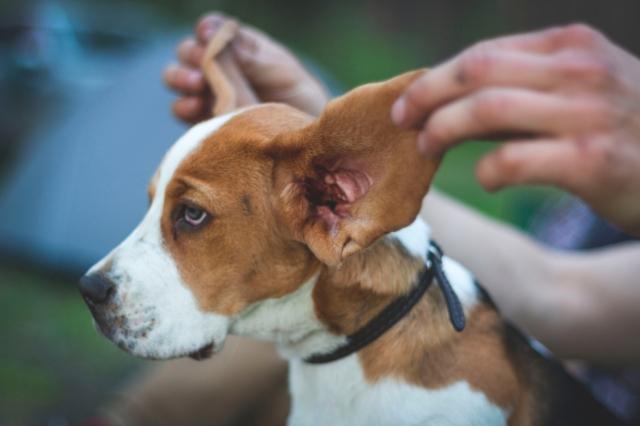 Pet Ear Disease: Recognition, Treatment, & Management Guide cover picture