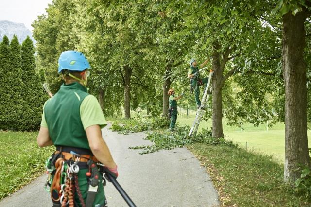 7 Reasons to Use a Professional Tree Service with an Arborist cover picture