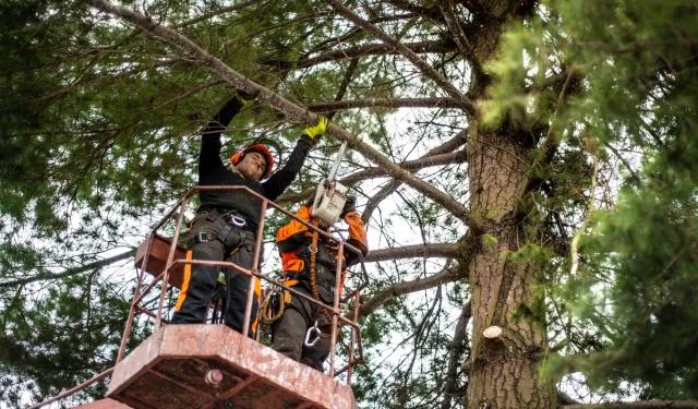 7 Red Flags That Mean It’s Time to Bring in a Tree Service for Safety cover picture