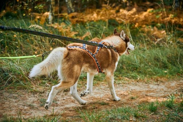 The Ideal Comfort Fit Harness for Your Dog’s Best Experience cover picture