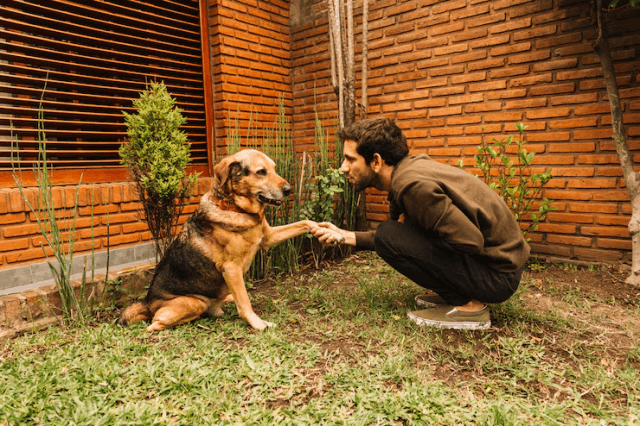 Outdoor Behavior Training for Dogs: Tips for Daycare, Grooming, and Boarding cover picture