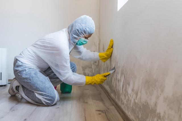 IN MIAMI, FLORIDA, MOLD TESTING SERVICES cover picture
