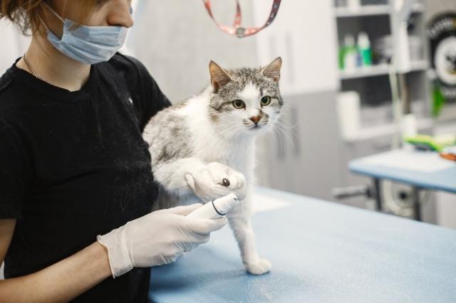 How Do I Become a Veterinary Practitioner? cover picture