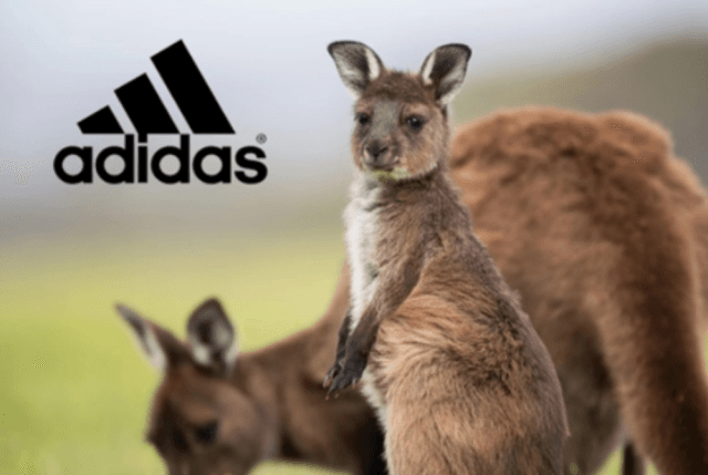 Adidas Ends Use of Kangaroo Leather Following Global Advocacy Campaign cover picture