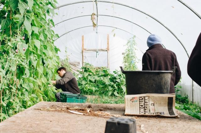 Gardening on a Budget: Creative Ideas for a Lush Landscape cover picture
