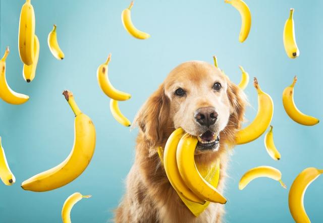 How To Incorporate Superfoods Into Your Dog's Diet cover picture