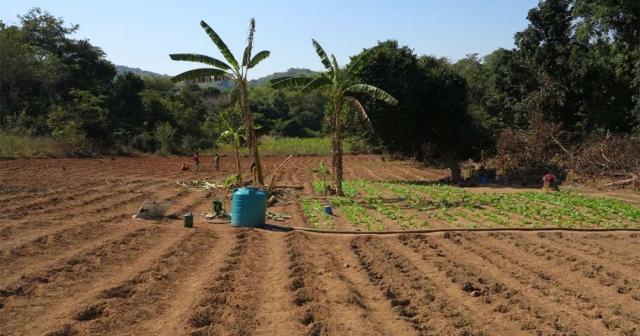 Innovating Agriculture: Soil-Free Systems Revolutionize Crops cover picture