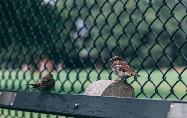 The Ultimate Guide To Bird Netting In Australia: Protecting Crops, Property, And Wildlife cover picture