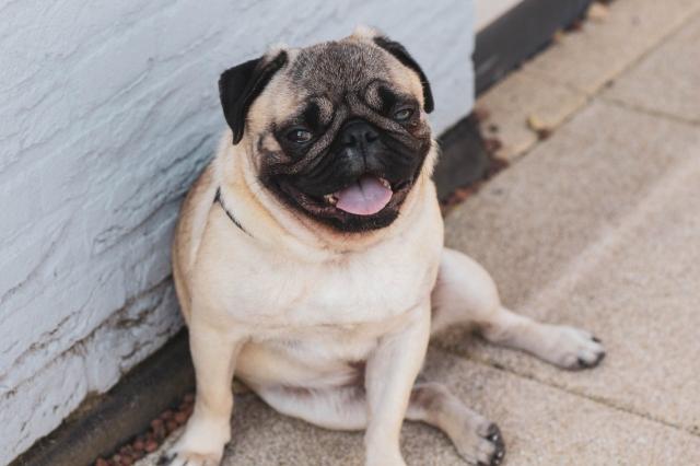 5 Warning Signs of Overheating in Dogs and When to See a Vet cover picture