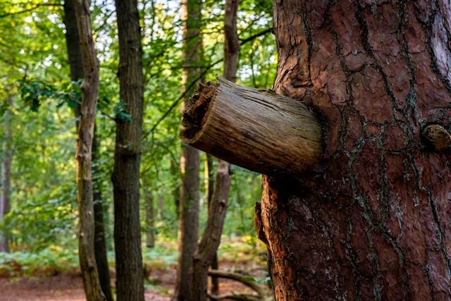 Expert Tips on How to Know When It’s Time for Tree Cutting cover picture