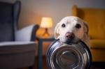 The Ultimate Guide to Choosing Healthy Dog Treats cover picture