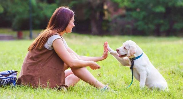 How to Make Dog Obedience Training Fun cover picture