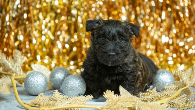 Ensuring the Health and Happiness of Your Pet cover picture