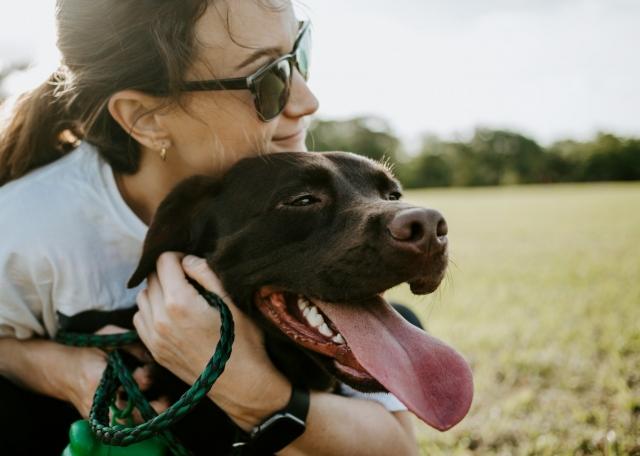 SPLIT VS. WHOLE ELK ANTLERS: WHICH ONE IS BEST FOR YOUR DOG? cover picture